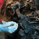 Image for article titled The La Brea Tar Pits Remind Us That Los Angeles is an Ancient City